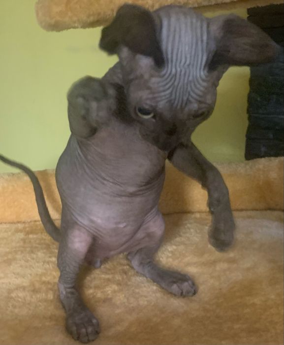 Sfinks kanadyjski czarny słodziak