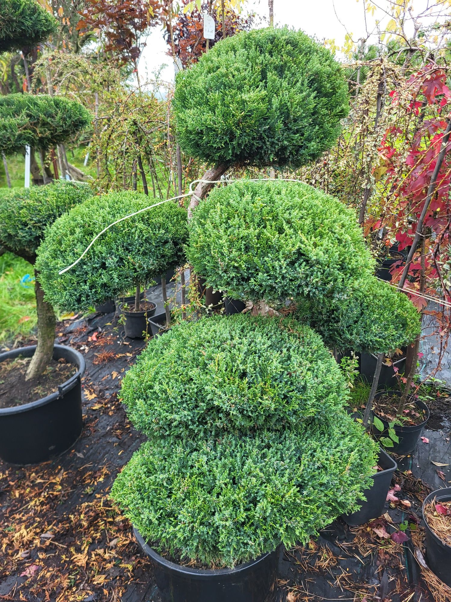 Bonsai Niwaki, drzewka formowane