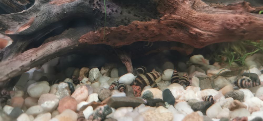 Ślimaki Helenki Helenka