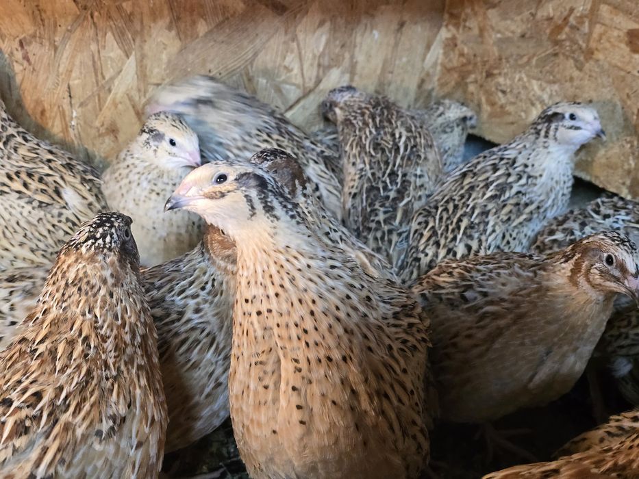 Przepiórki nioski texas teksas faraon brojler fenix celadon mandzurska