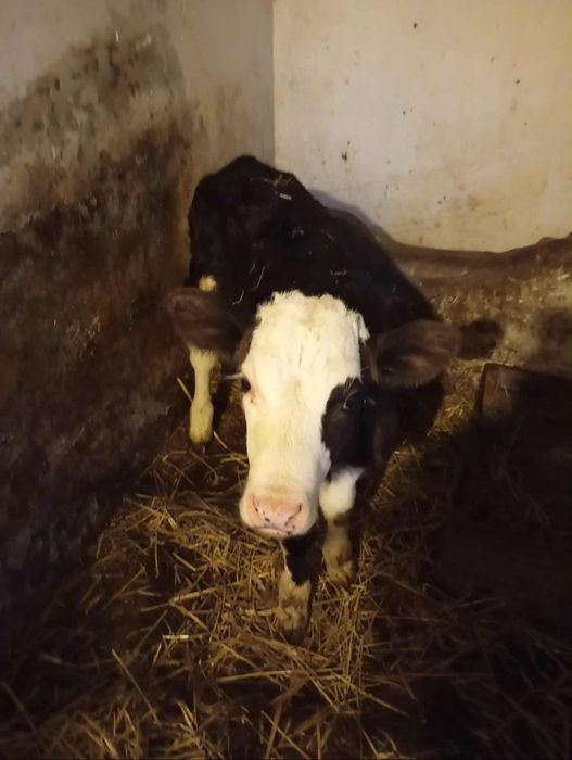 Продам телятко, бичок
