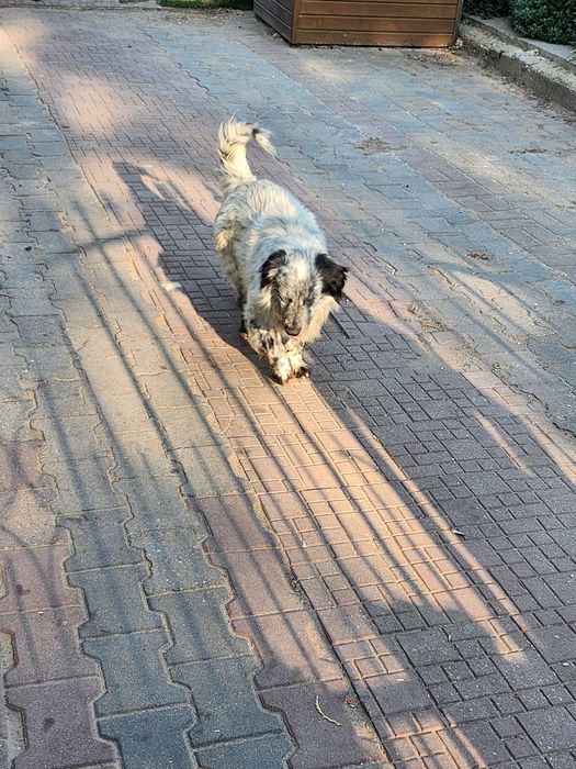 Tobi ,wspaniały piesek.