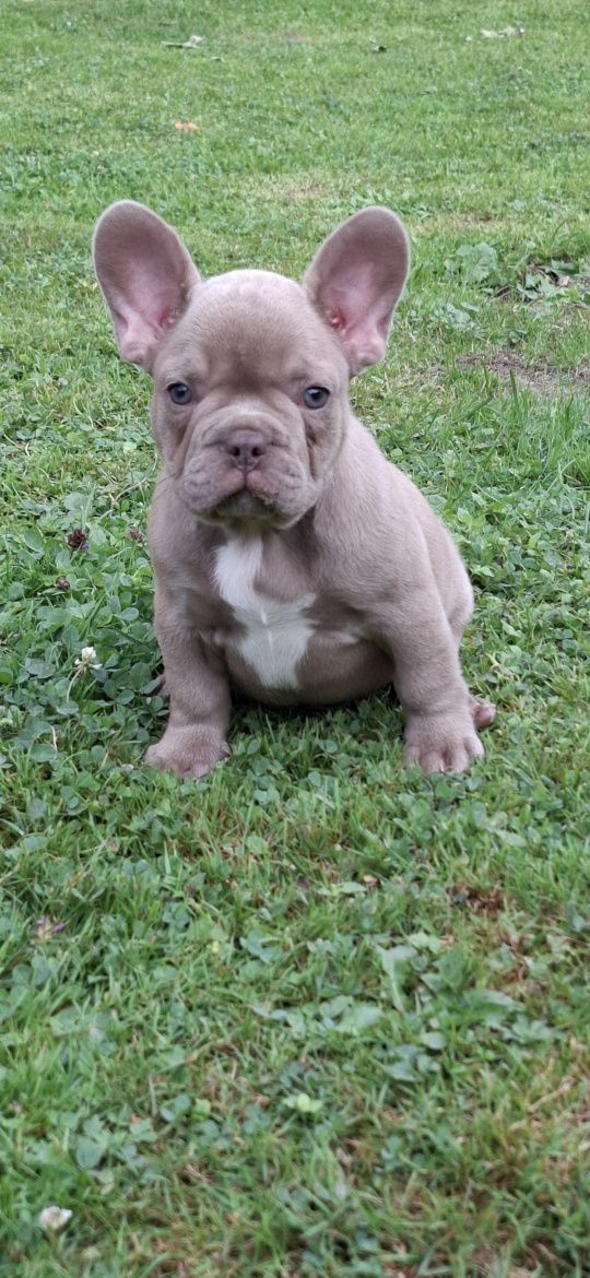 Suczka buldog francuski
