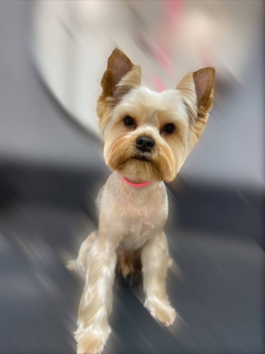 Грумінг, стрижка собак та котів грумер Ірина Київ Троєщина Троещина