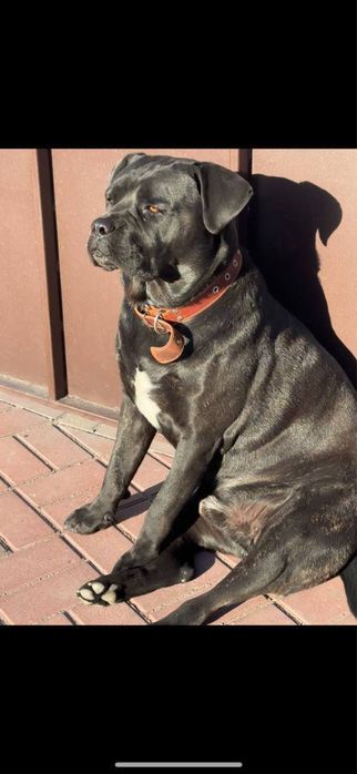 Загубився Песик, район Обухівки, Щедрий кошик