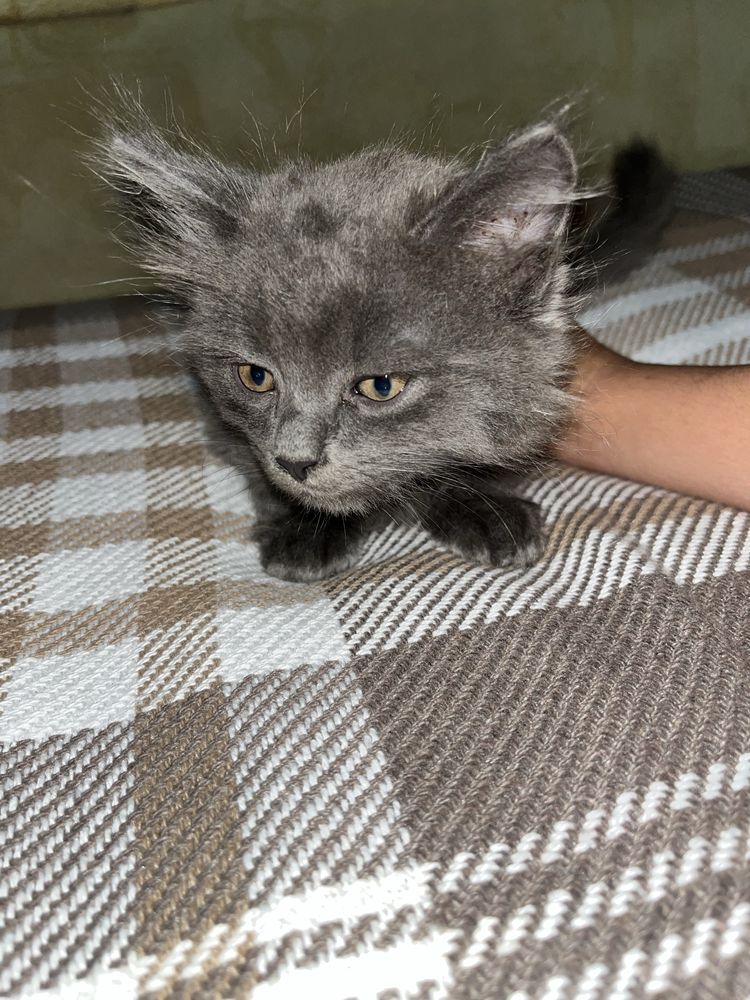 Віддам котиків у добрі руки