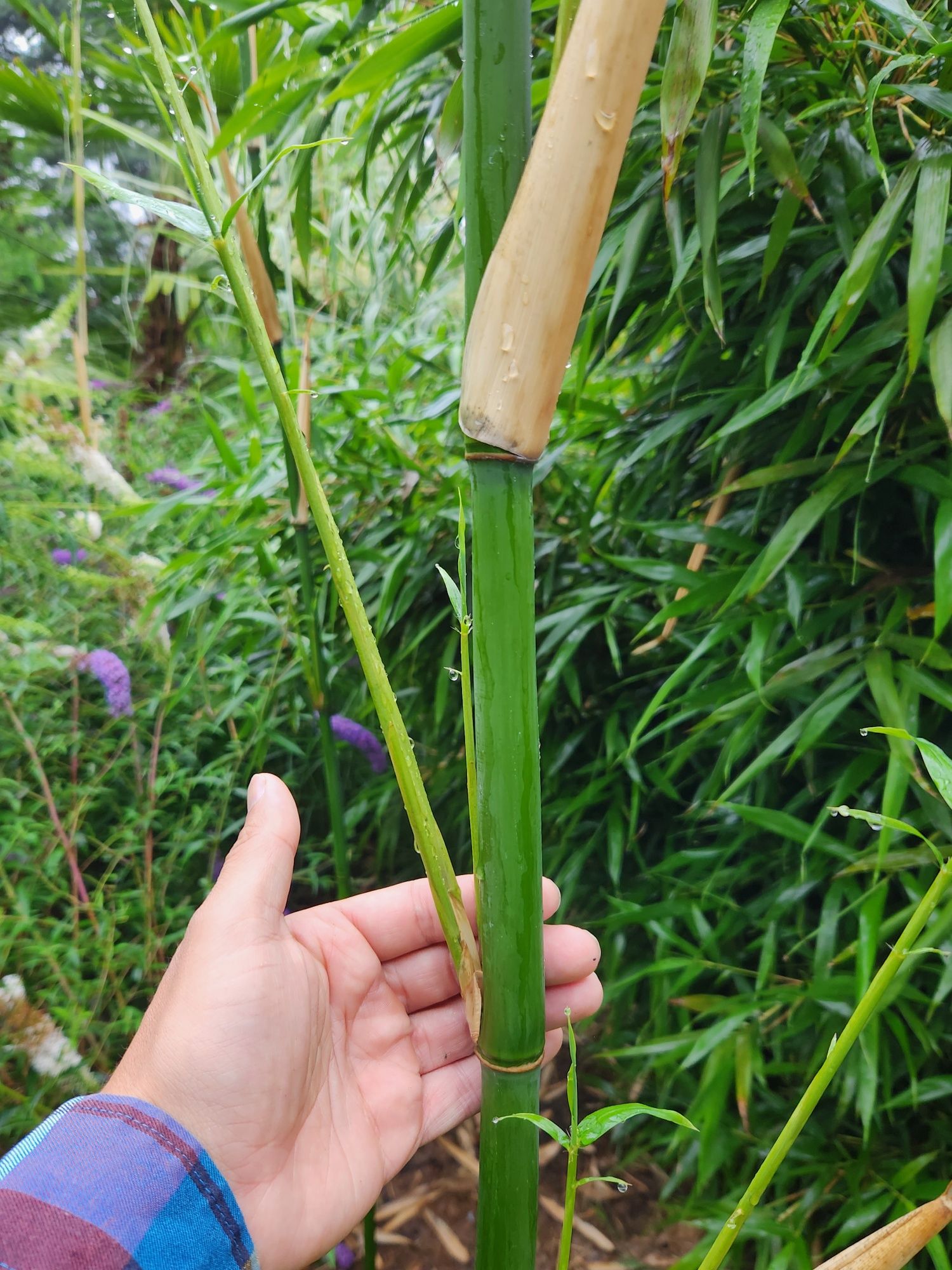 Bambus Semiarundinaria fastuosa 'Viridis' Bambus świątynny.
