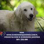Golden mix szuka domu -schronisko Jasionka -aktualne