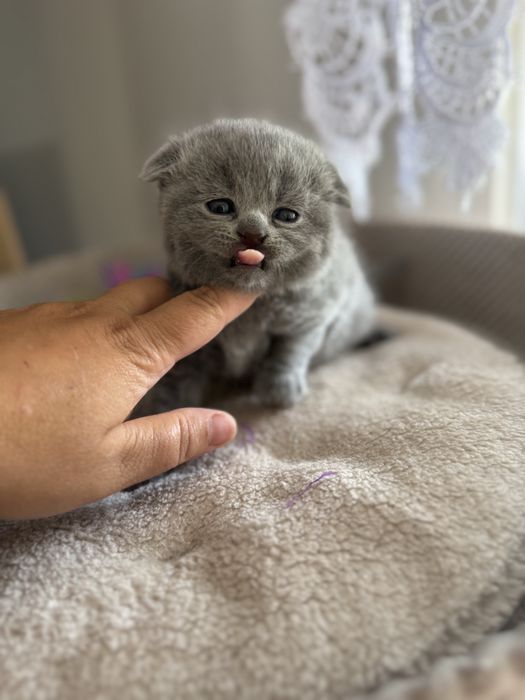 Kocurek kot szkocki zwislouchy fold niebieski