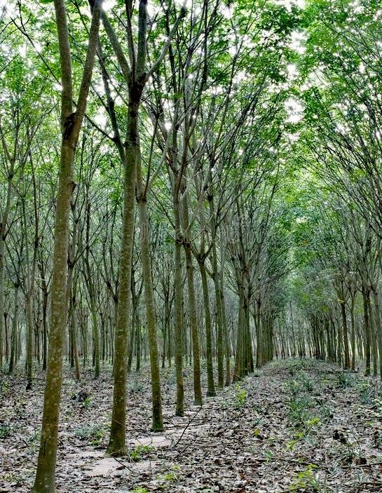 Árvores de Madeira nobre