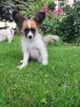 Papillon Spaniel Kontynentalny szczeniak ZKwP
