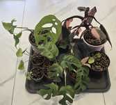 Zestaw roslin monstera esqueleto syngonium rst monstera archipelago