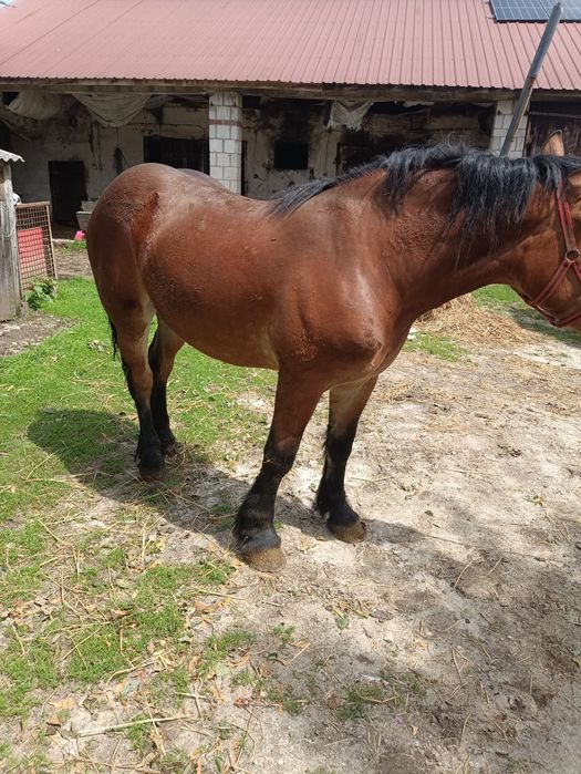 Zribica zimnokrwista