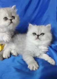 Серебристые котята шиншиллы белые британские страйт
