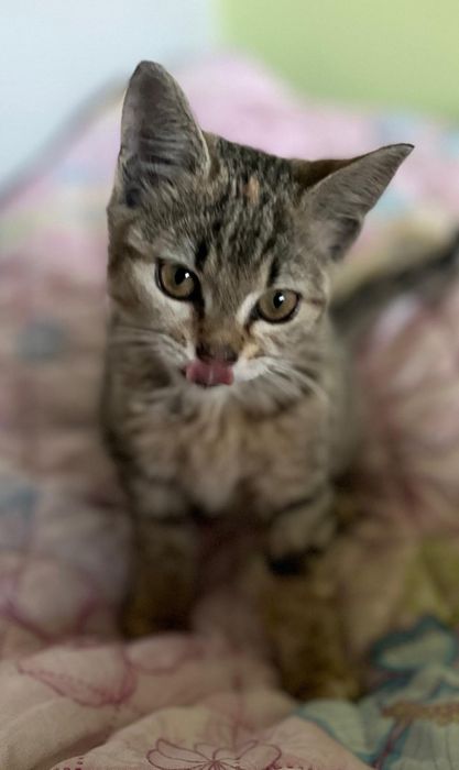 Piękna kotka do adopcji