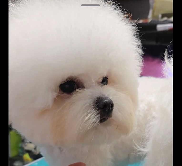 Вязка. Бишон Фризе.Мини ( teacup) Teddy Bear. Корея -китай