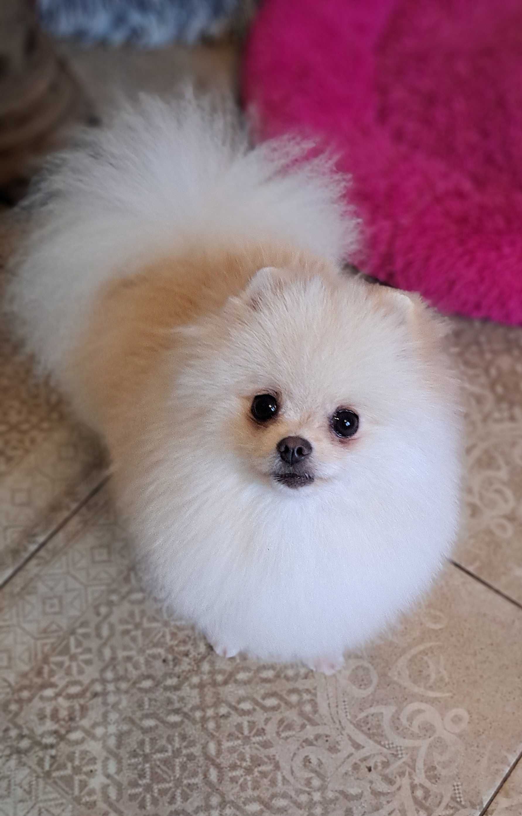 Szpic miniaturowy Pomeranian ZKWP FCI