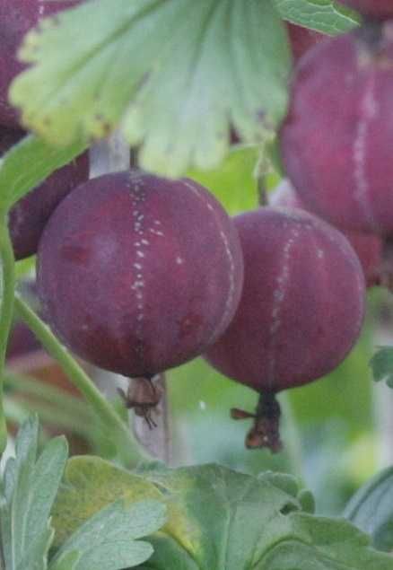 Крыжовник Крупн Колобок,Уральський ізумру,Добриня смороДоросліСаджанці