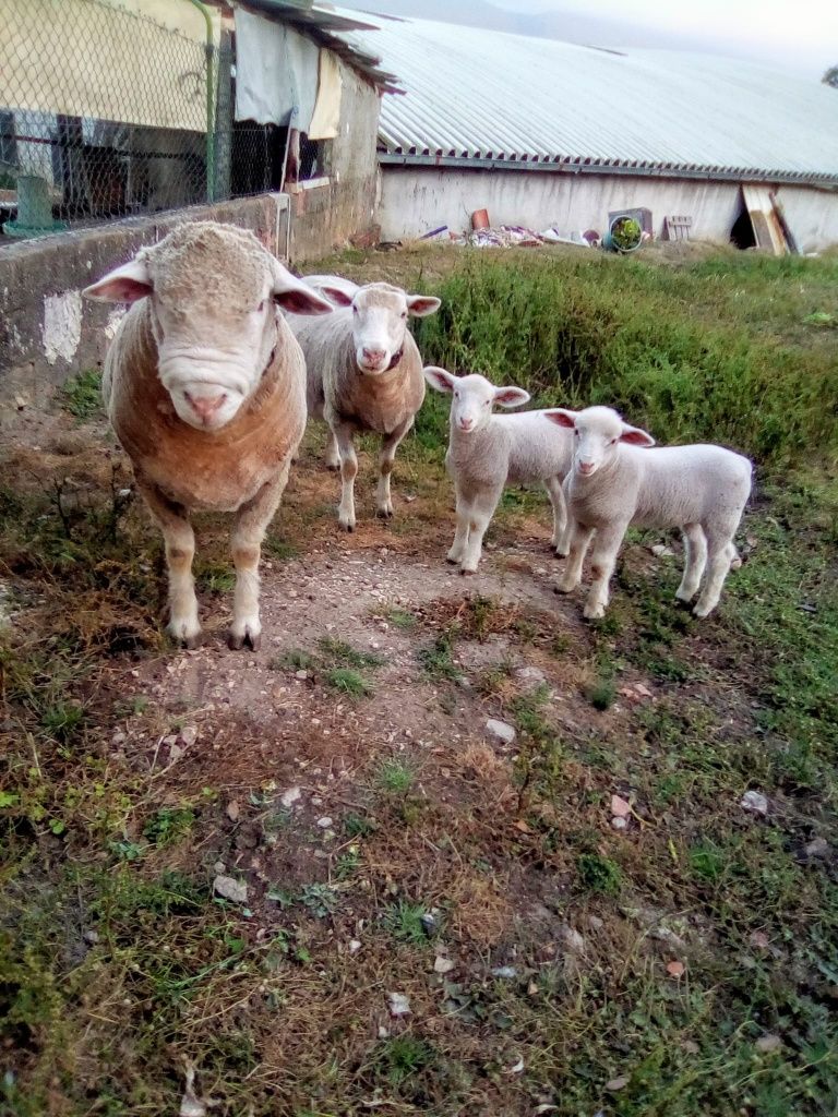 Borregos Ilê de France