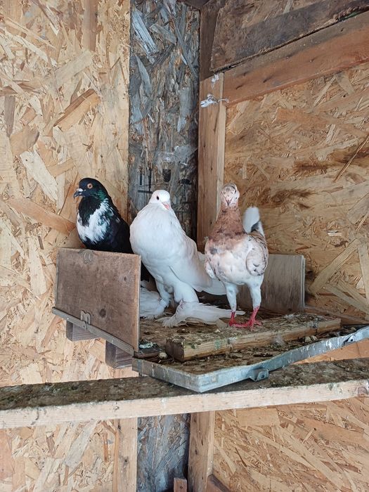 pombas de várias raças