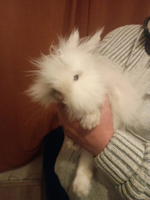 Oddam kroliki w dobre ręce