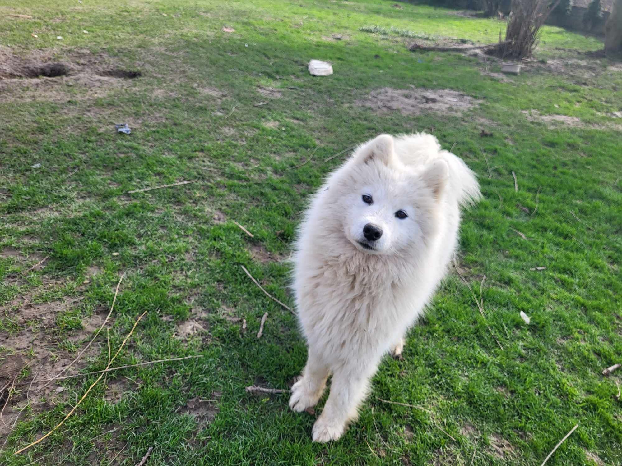 Samoyed ostatnia sunia gotowa do odbioru