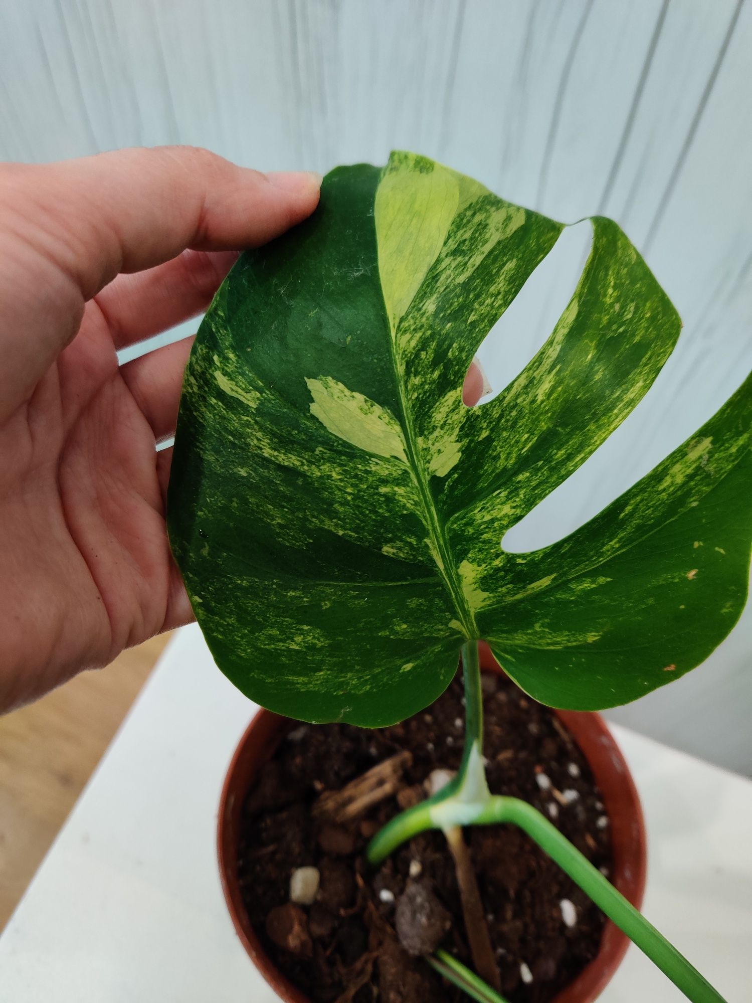 Monstera aurea..