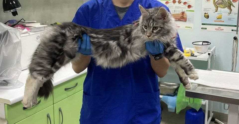 Кот Мейн - кун с документами . Вязка.