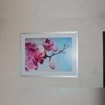 Obraz IKEA MYRARP - motyw storczyk orchidea