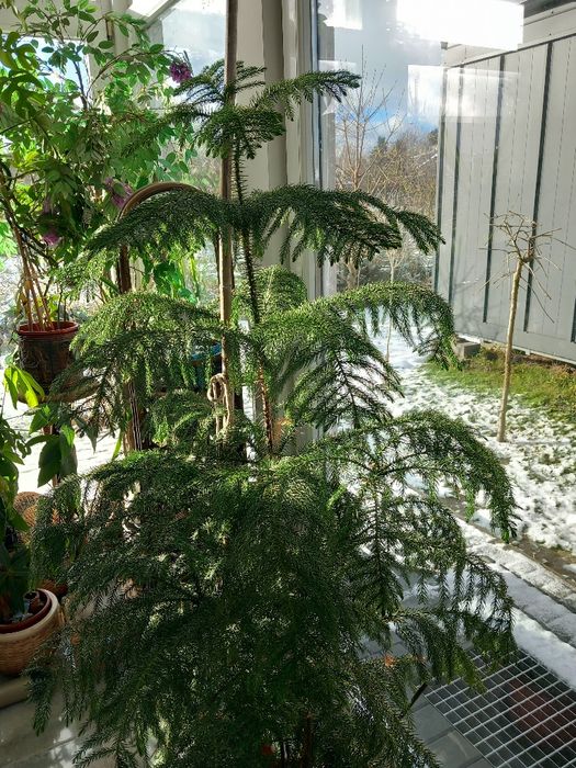 Jodła pokojowa Arankaria wyniosła