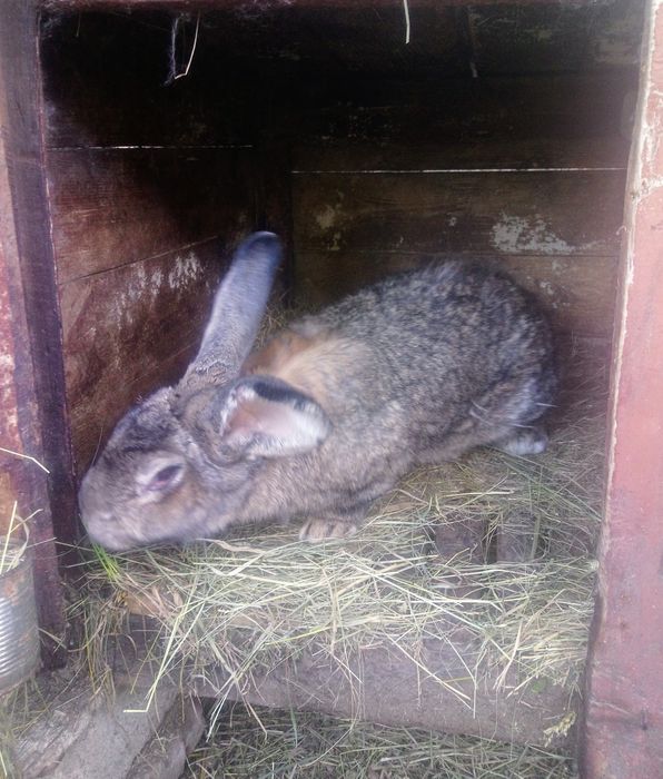 Кроликі панон з бабочкой, фландр,молодняк та великі кроли .