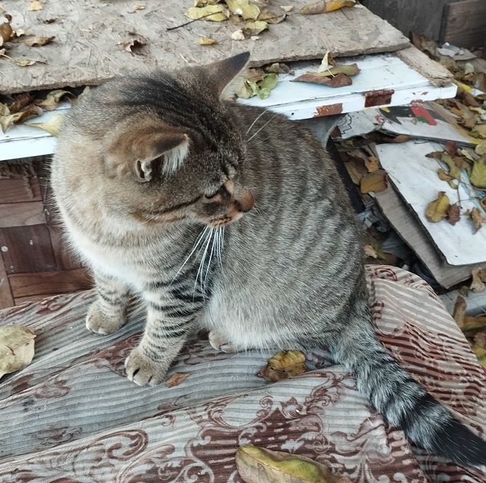 Кот Полосатик ищет дом
