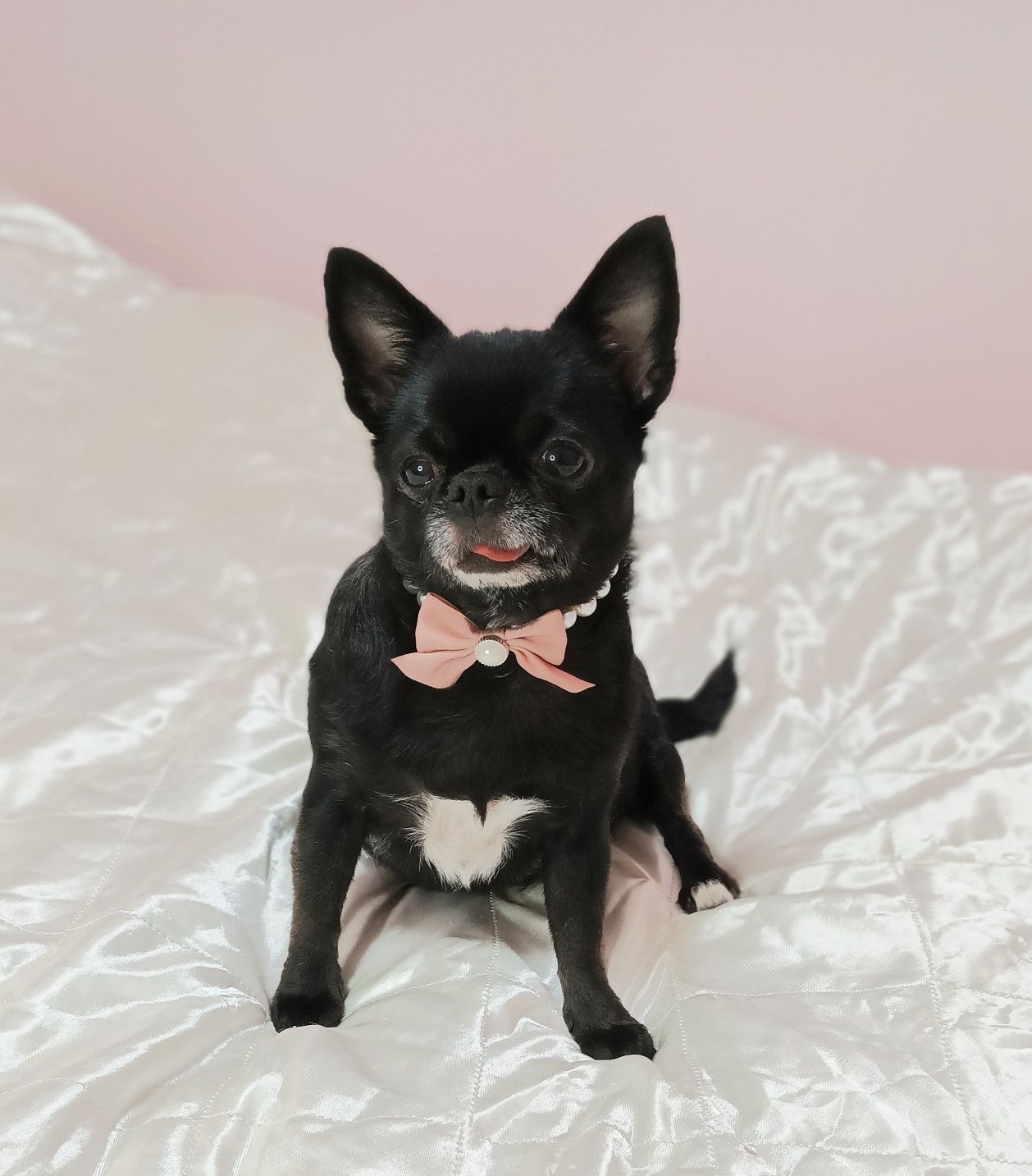 Chihuahua krotkowłosy "ARON" całuśnik i przytulas  FCI/ ZKWP