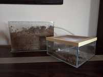 Formikarium z Messor barbarus