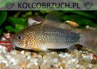 Kirysek szmaragdowoogonowy - Corydoras similis - Kirys - dowóz