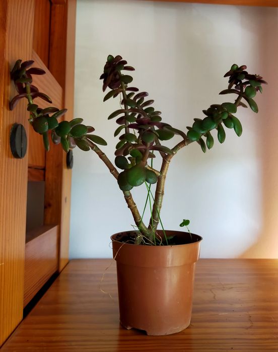 Suculenta - Portulacaria afra variegata