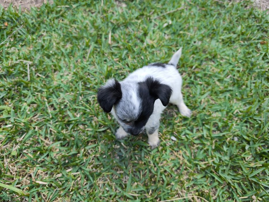 Chihuahua mini fêmea pelo longo disponível para entrega imediata