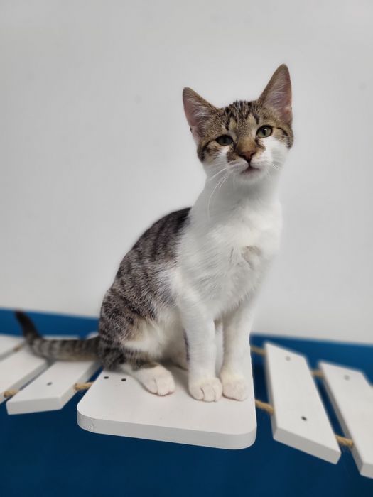 4 miesięczny kociak Labubu do adopcji