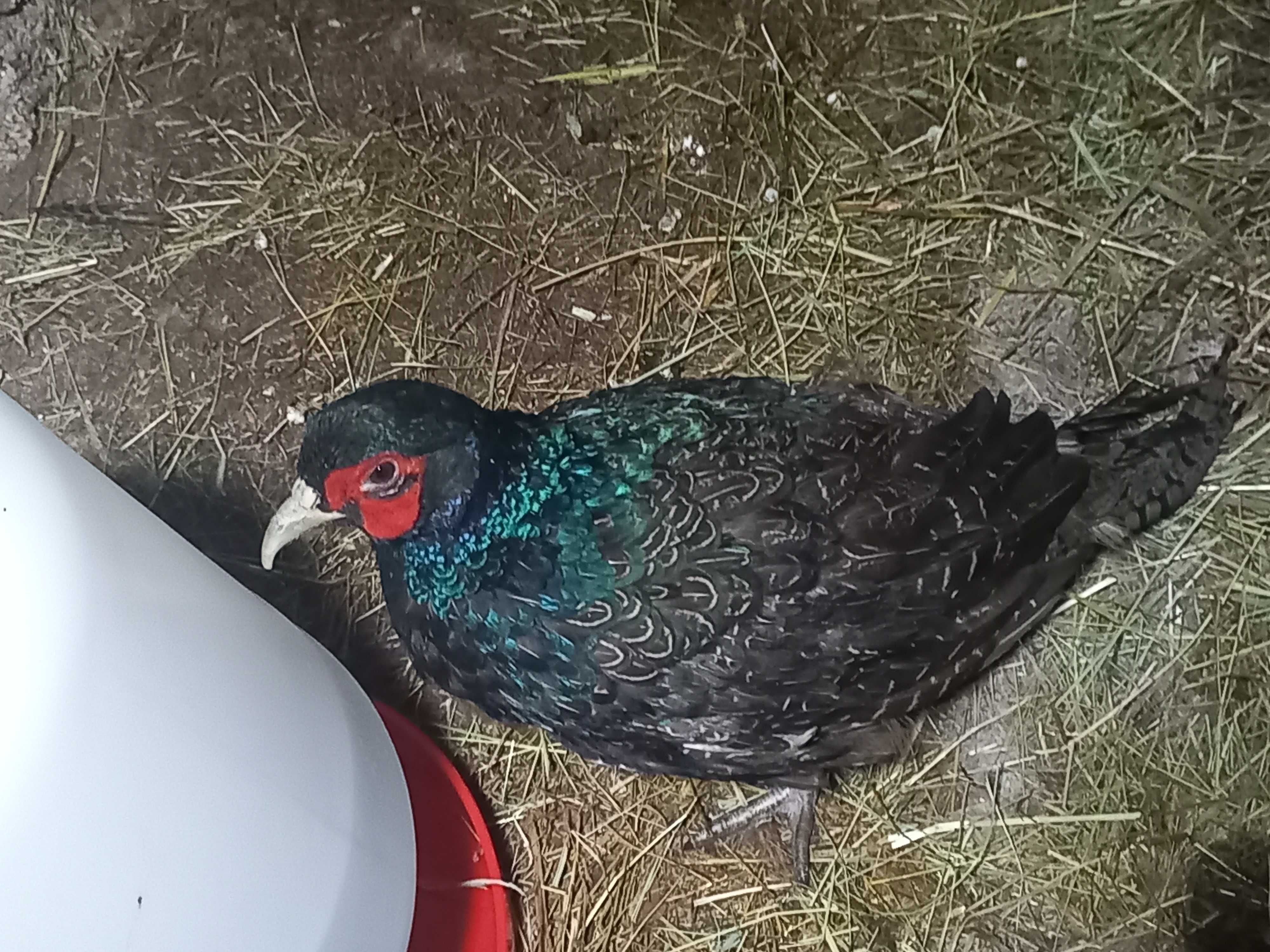 Vendo casal de faisoes versicolor tenebroso