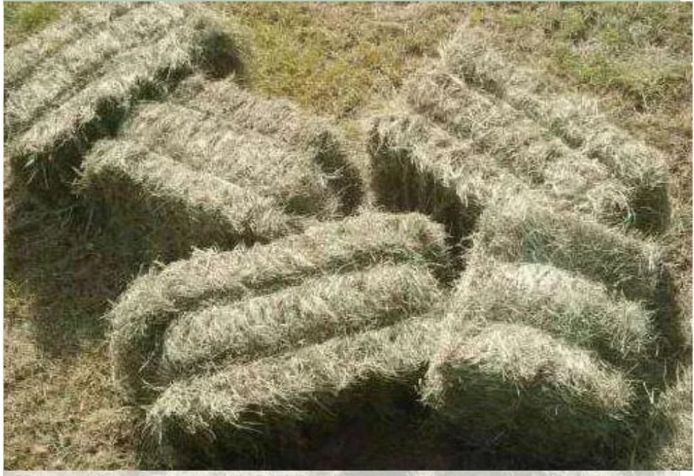 Siano w kostkach / zboża