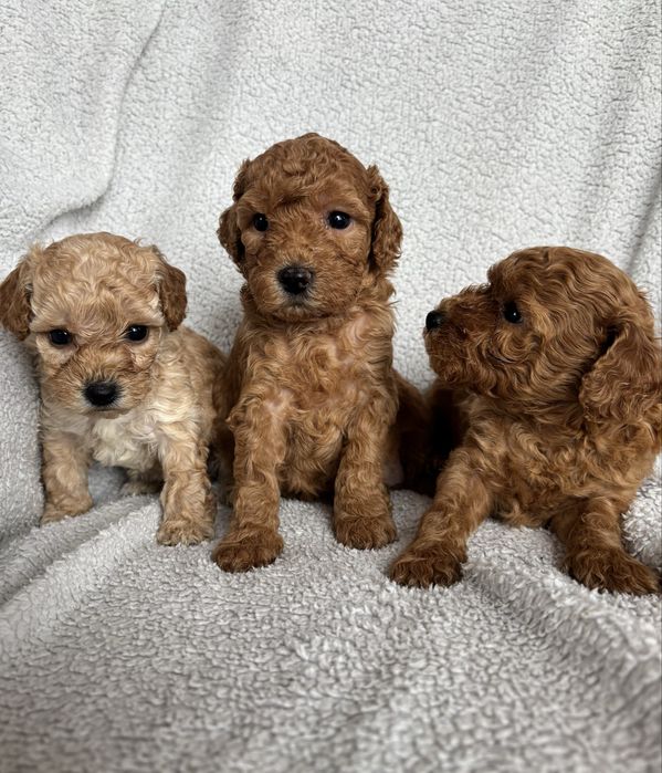 Bichpoo f1B Maltipoo Pudel Frispoo Bichon