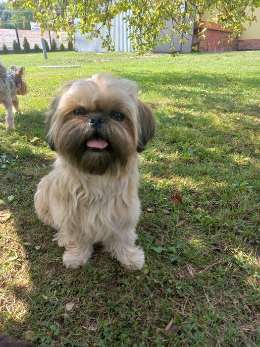 SHIHPOO śliczny chłopczyk
