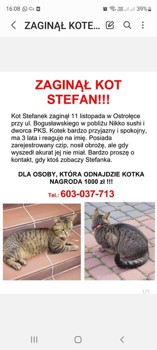 Zaginął bury kot Stefan Ostrołęka!!! Nagroda 1000zł