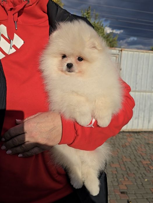 Чарівні красунчики.