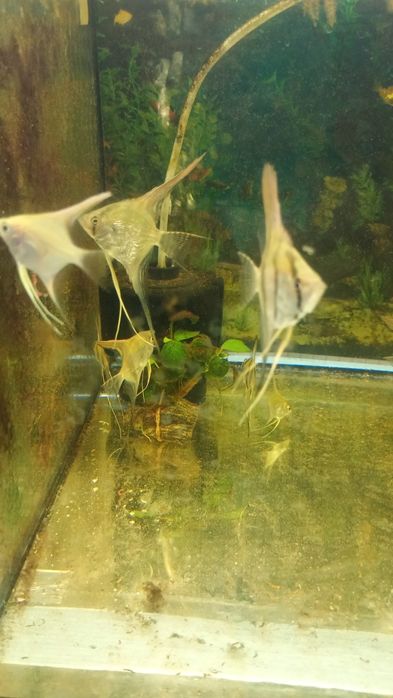 Skalar skalar skalar