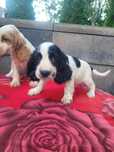 Piesek Cocker Spaniel sprzedam