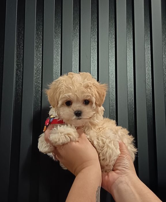 Piesek Maltipo szuka domu