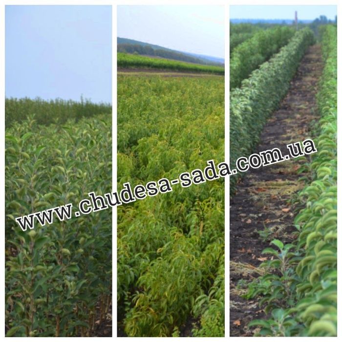 Саженцы яблони более 98 новых сортов опт и розница. Доставка, качество