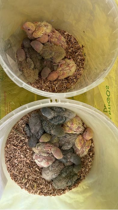 50 AGAPORNIS ROSEICOLLIS BEBÉS