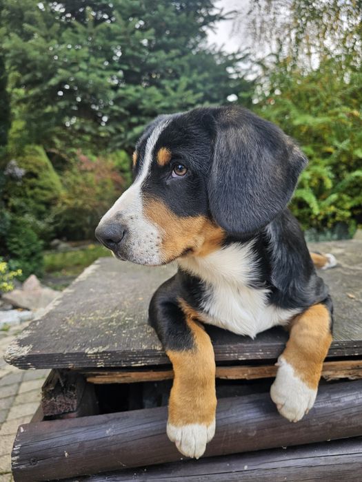 Entlebucher szczeniak